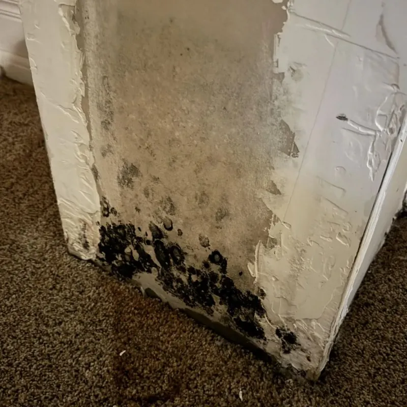 Professional Mold Removal in Centerville, TX
